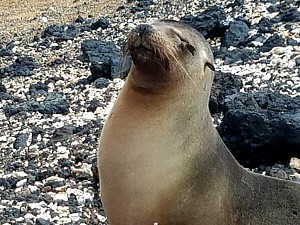 Sea-Lion3.jpg