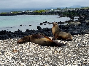 SeaLions2.jpg