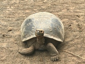 Tortoise2.jpg