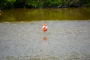 flamingo.jpg