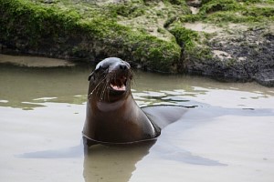 sea-lion1.jpg