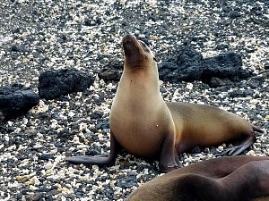 sealion4.jpg