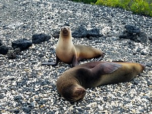 sealions3.jpg