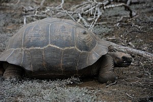 Tortoise3.jpg
