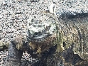 marine-iguana.jpg