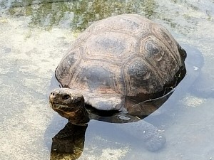 tortoise-water.jpg